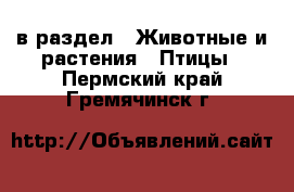  в раздел : Животные и растения » Птицы . Пермский край,Гремячинск г.